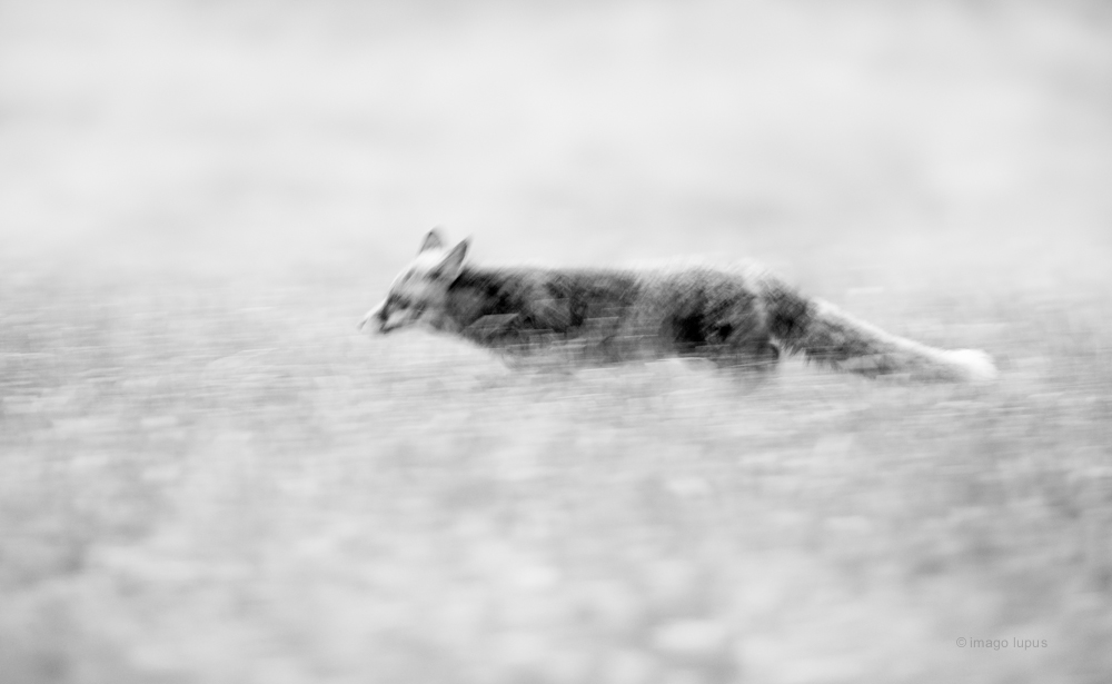 V. vulpes