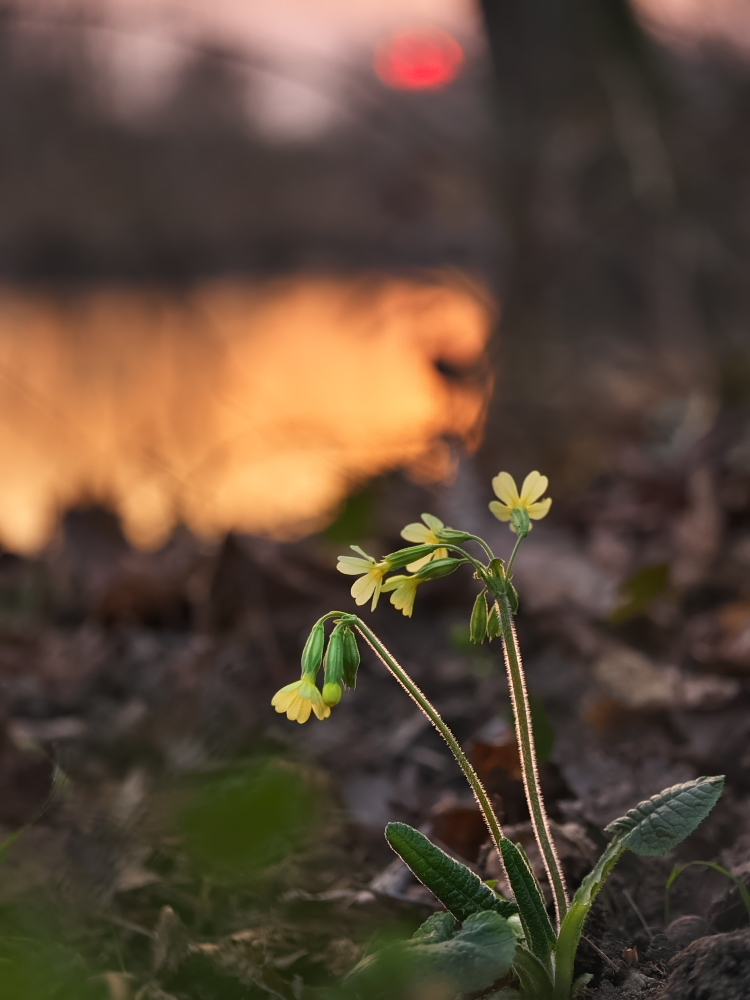 Schlüsselblume, Krötenteich und Sonnenuntergang