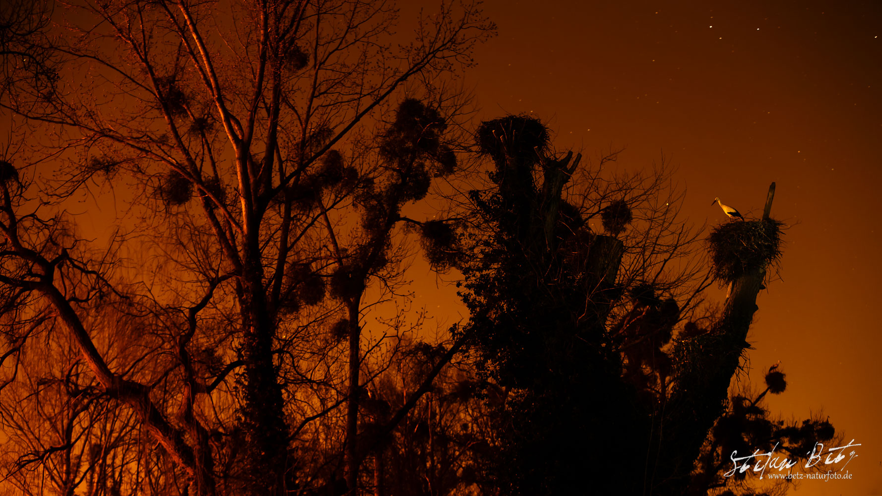 Storch in der Nacht