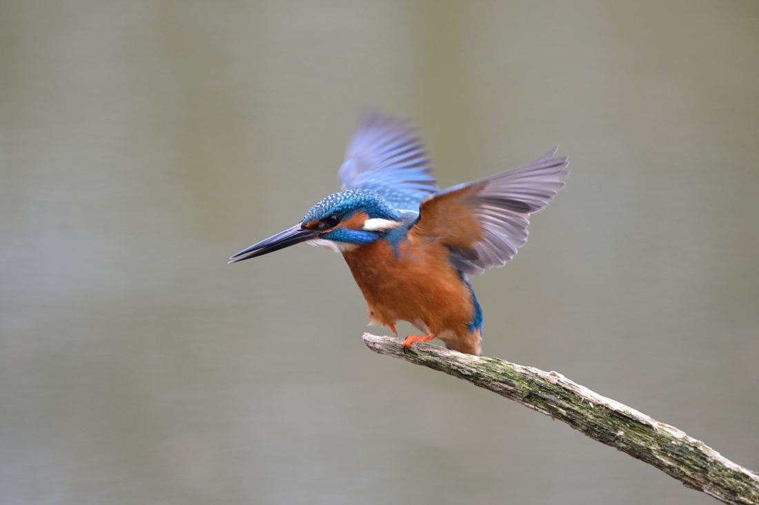 Eisvogel