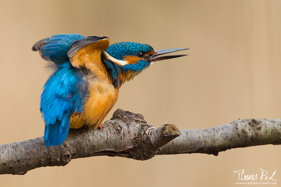 Yoga-Bird