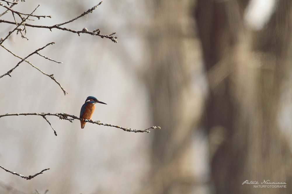 Eisvogel auf Ansitzast