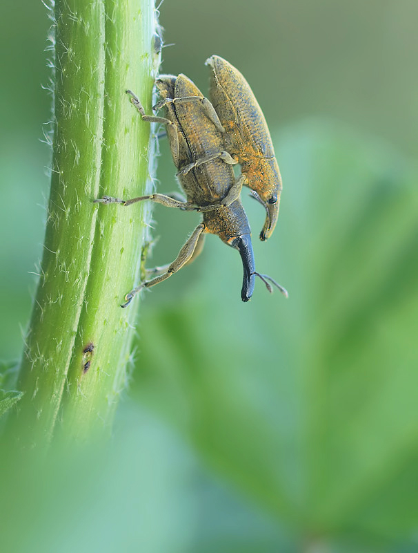 LIXUS ANGUSTATUS