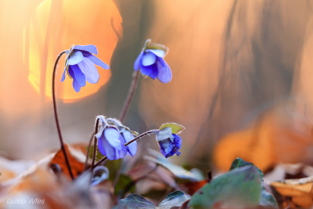 Sunrise bei den Leberblümchen