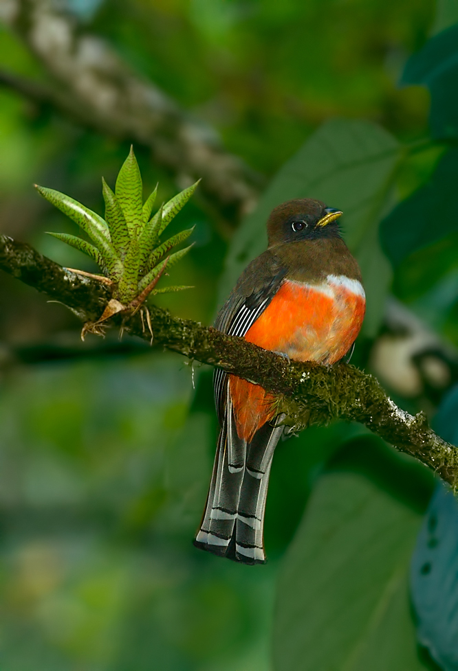 Jungferntrogon