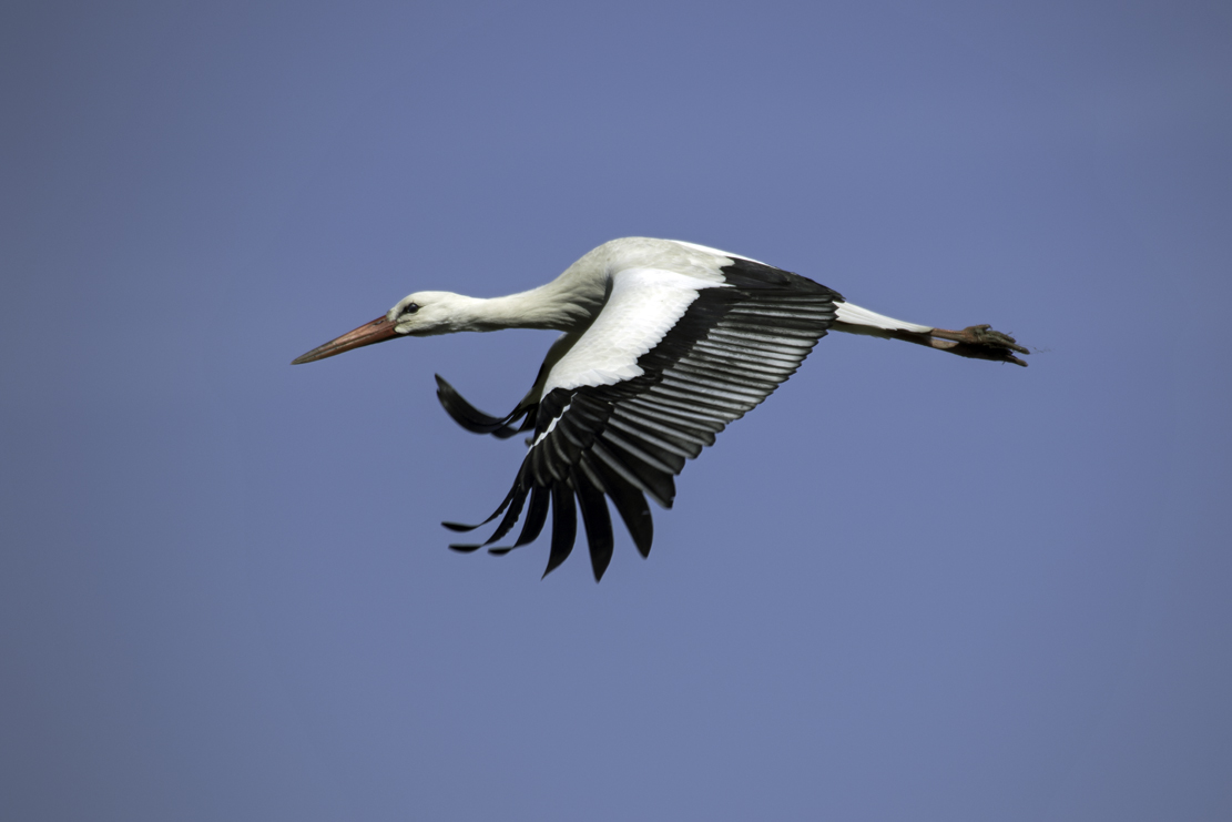 Storchenflug (Forum für Naturfotografen)