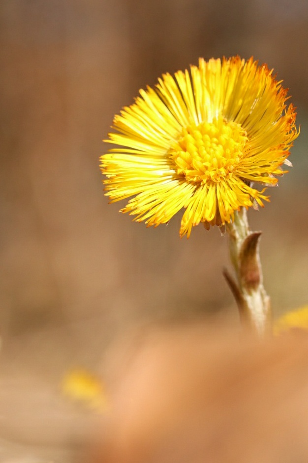 Huflattich (Tussilago farfara)