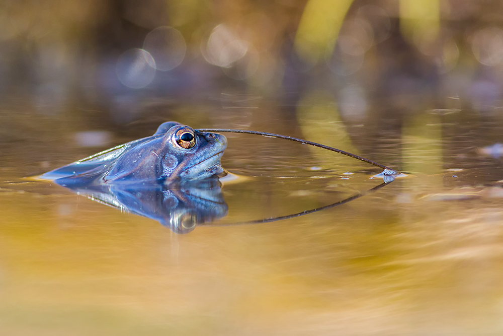 Moorfrosch mit eigenwilligem Kopfschmuck