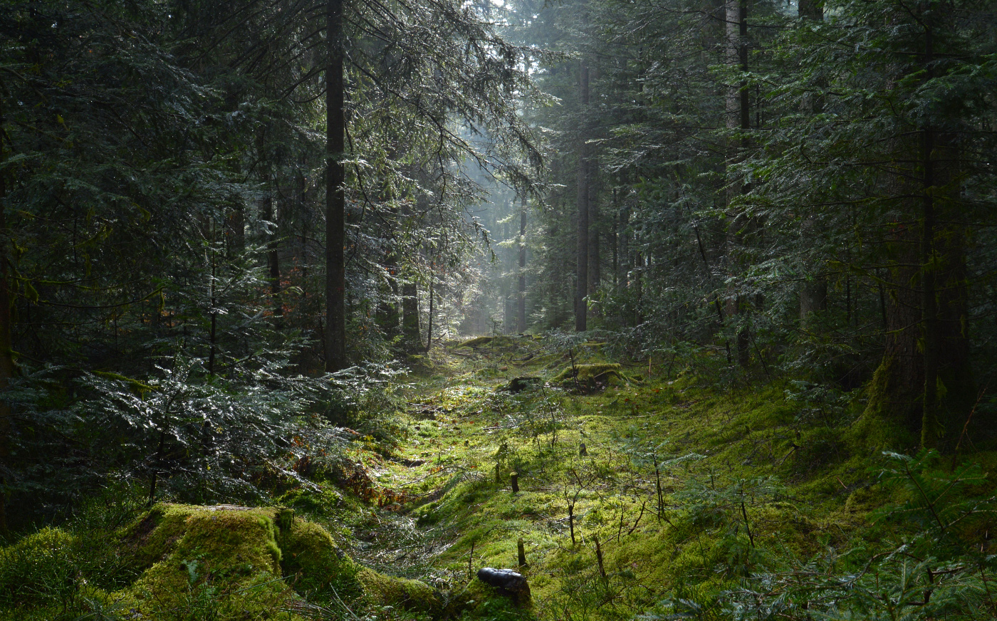 Wald im Frühtau