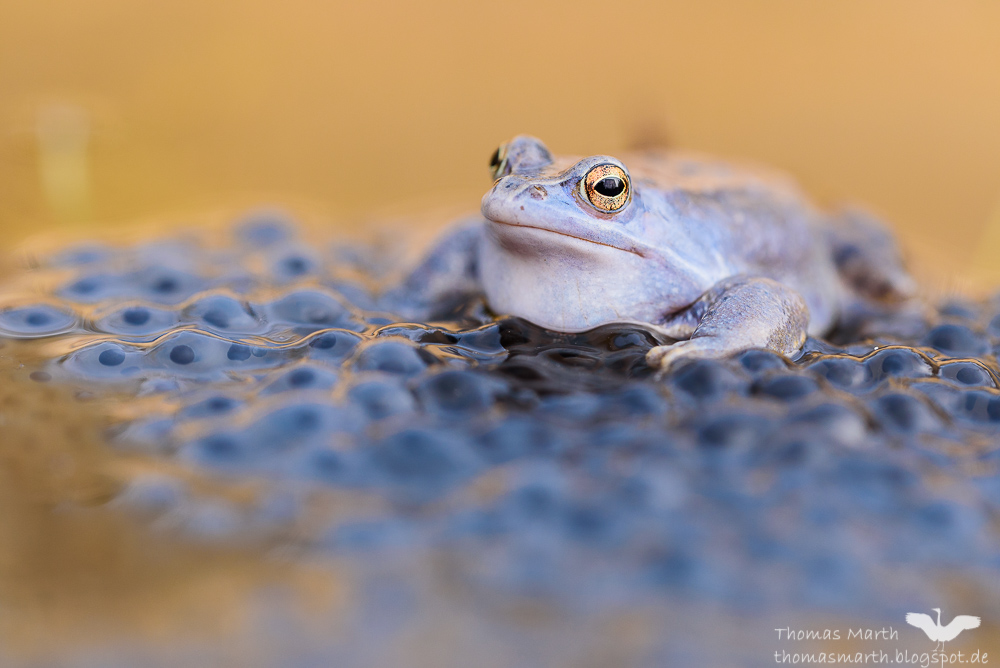 Moorfrosch