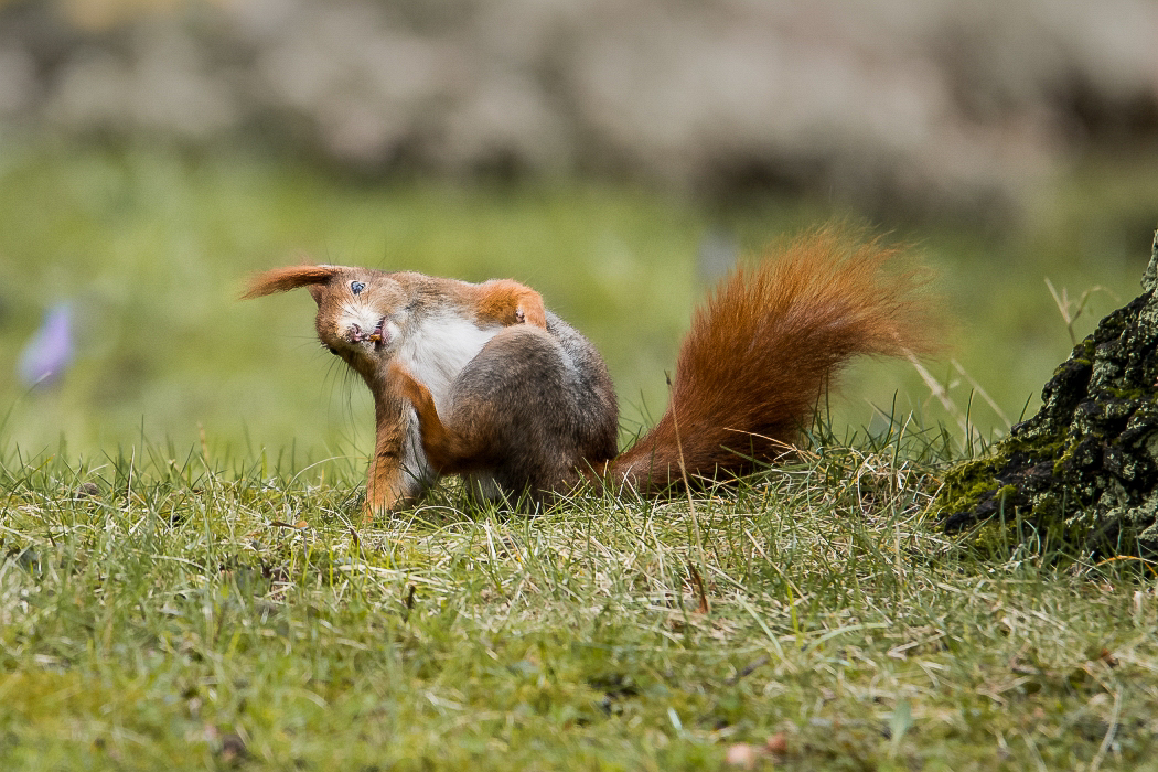 Eichhörnchen