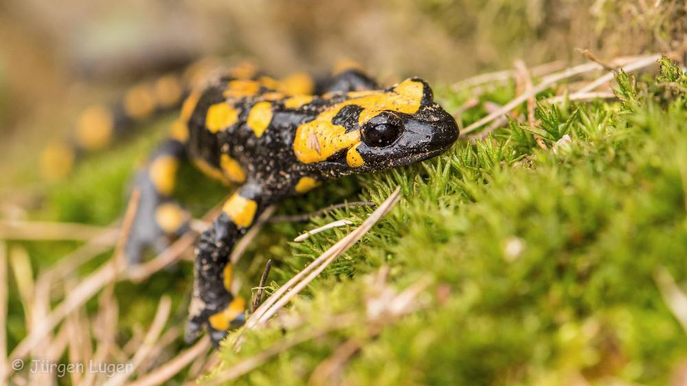 Feuersalamander