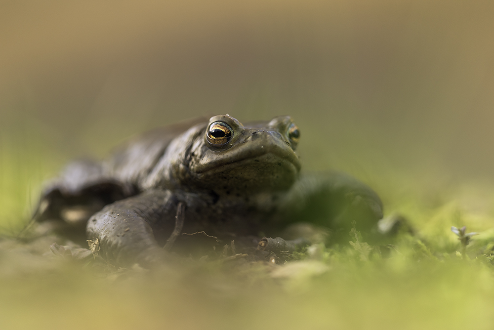 Bufo Bufo