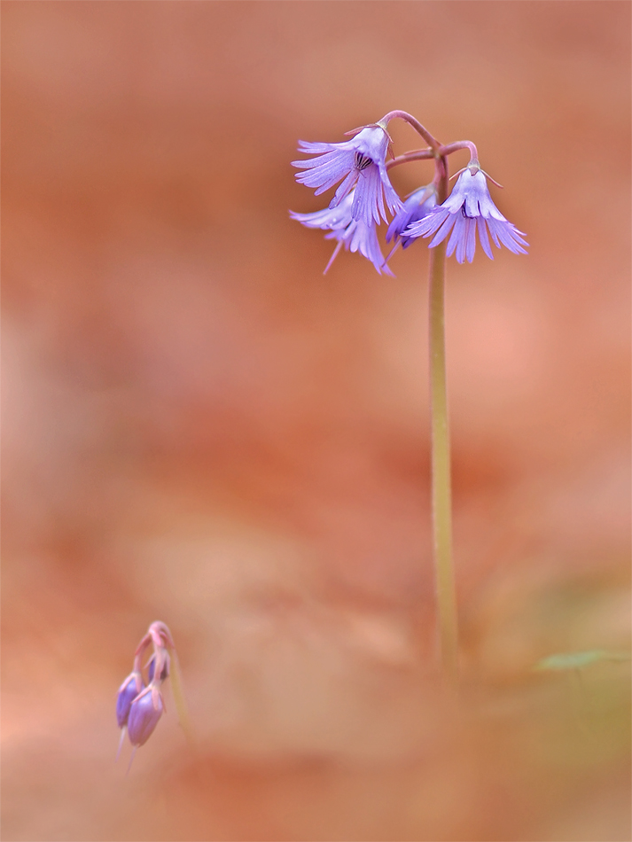 Alpenglöckchen im Buchenwald (Soldanella Alpina)