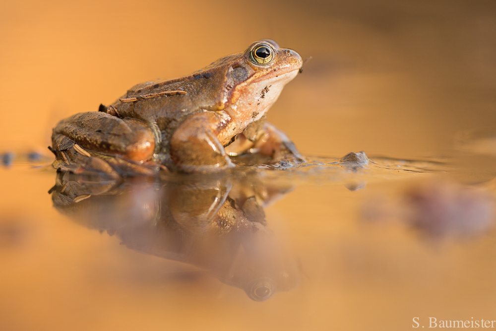 Grasfrosch