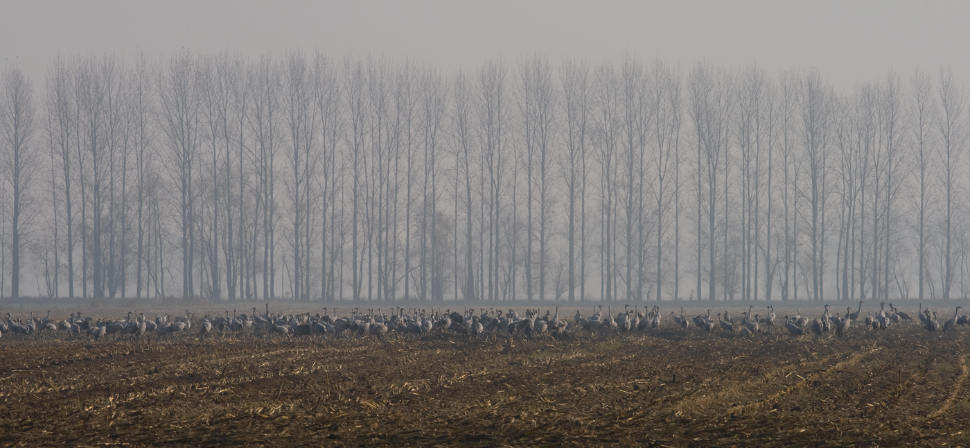 Kranichrast im Herbst