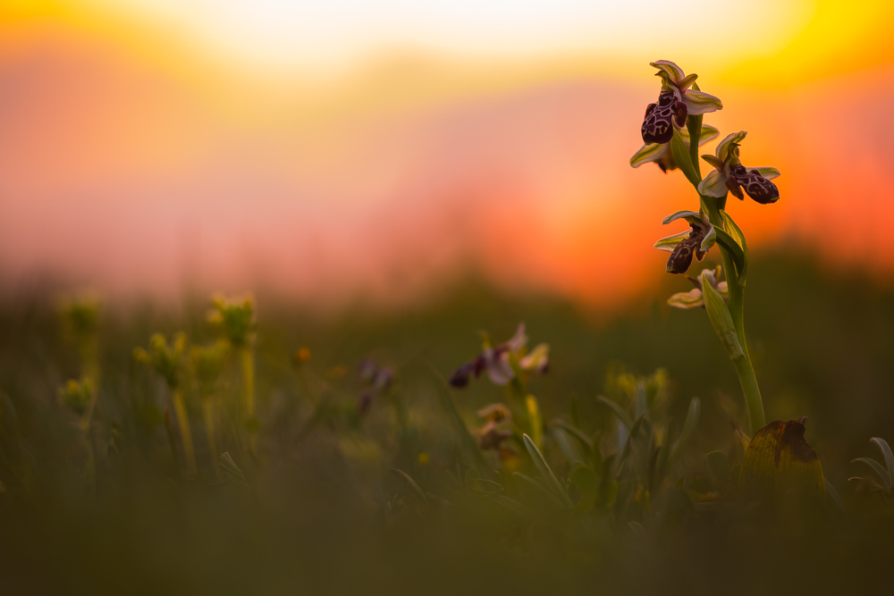 Königin der zypriotischen Orchideenwelt