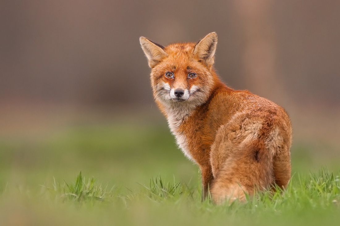 Rotfuchs (Forum für Naturfotografen)