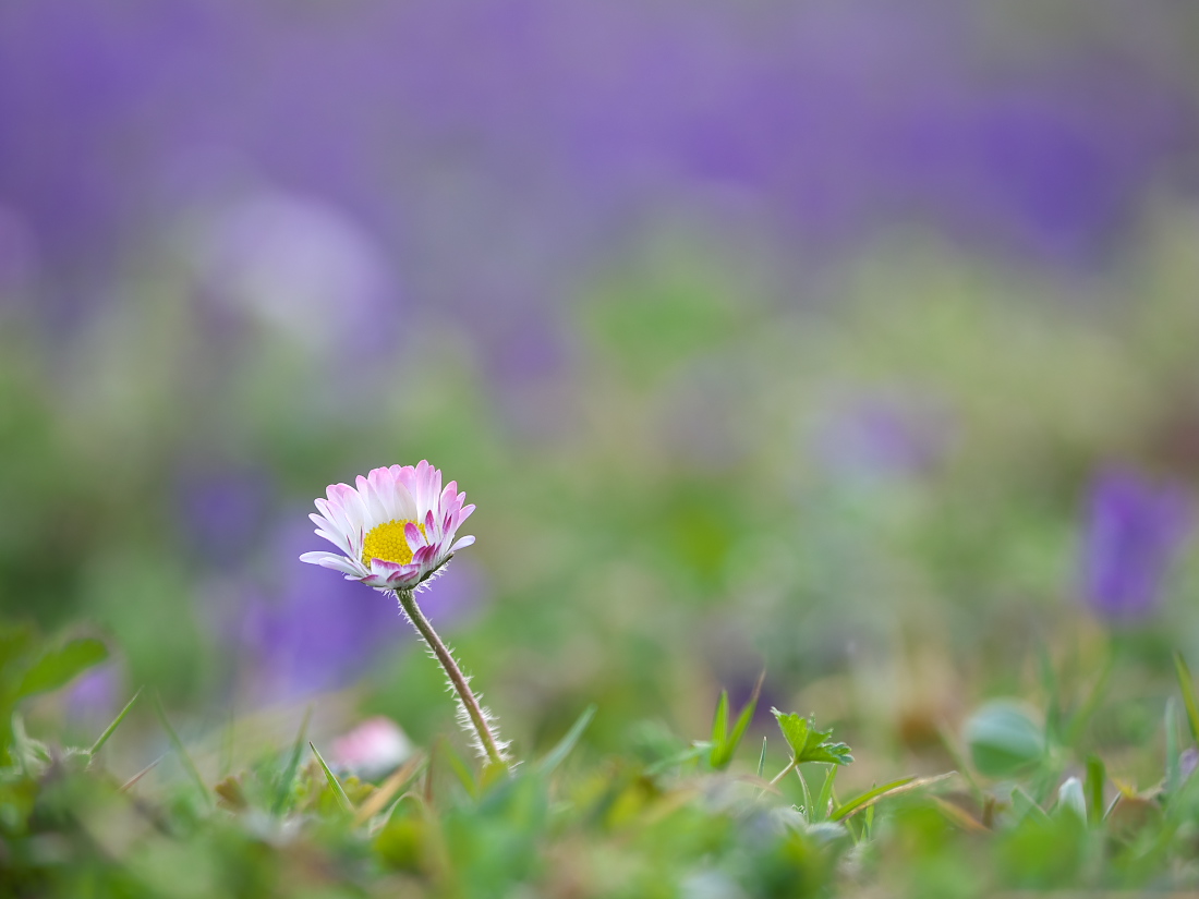 Gänseblümchen im Veilchenmeer