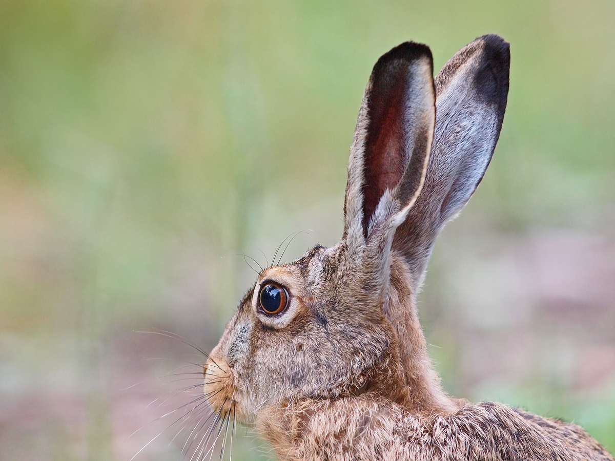 Frohe Ostern !