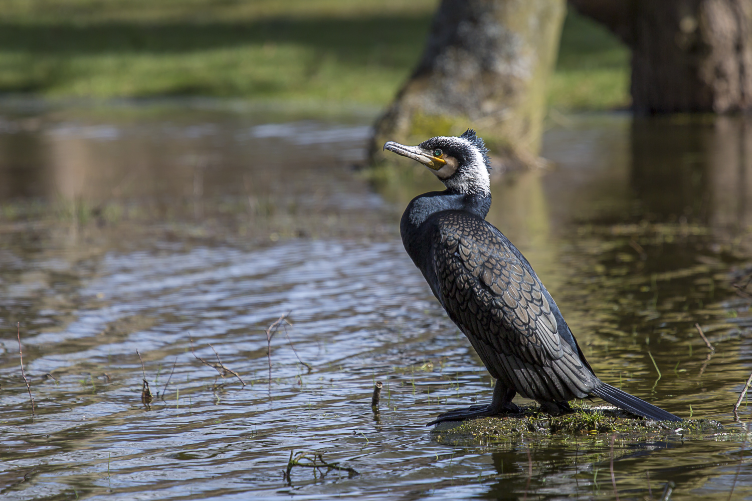 Kormoran