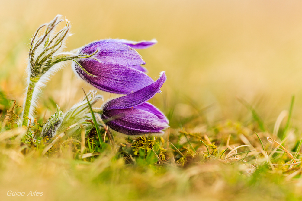 Pulsatilla klassisch