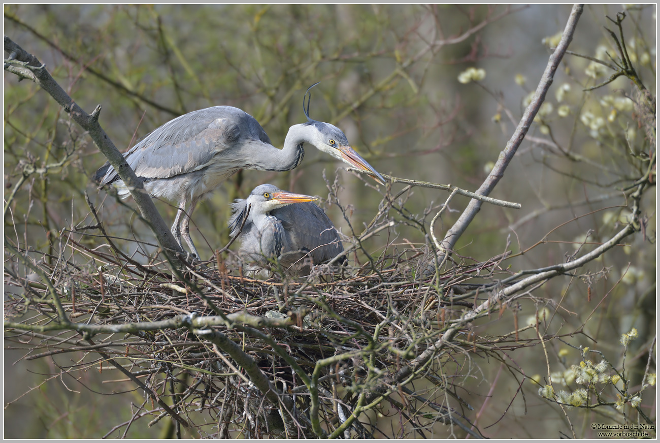 Graureiher (Ardea cinerea)