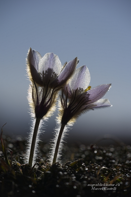 Pulsatilla vernalis im Gegenlicht
