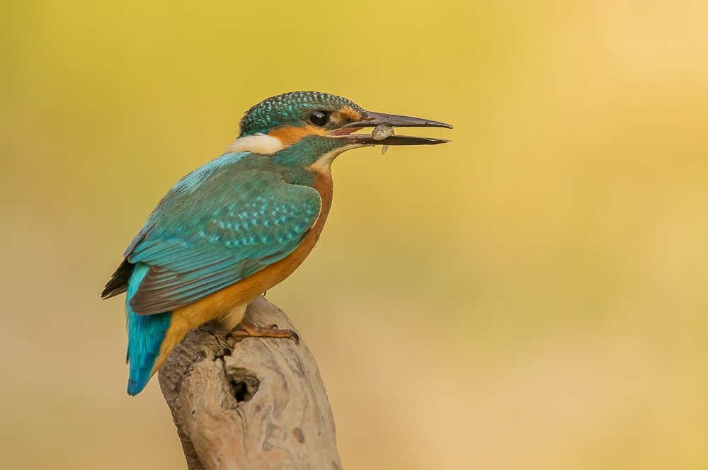 Eisvogel