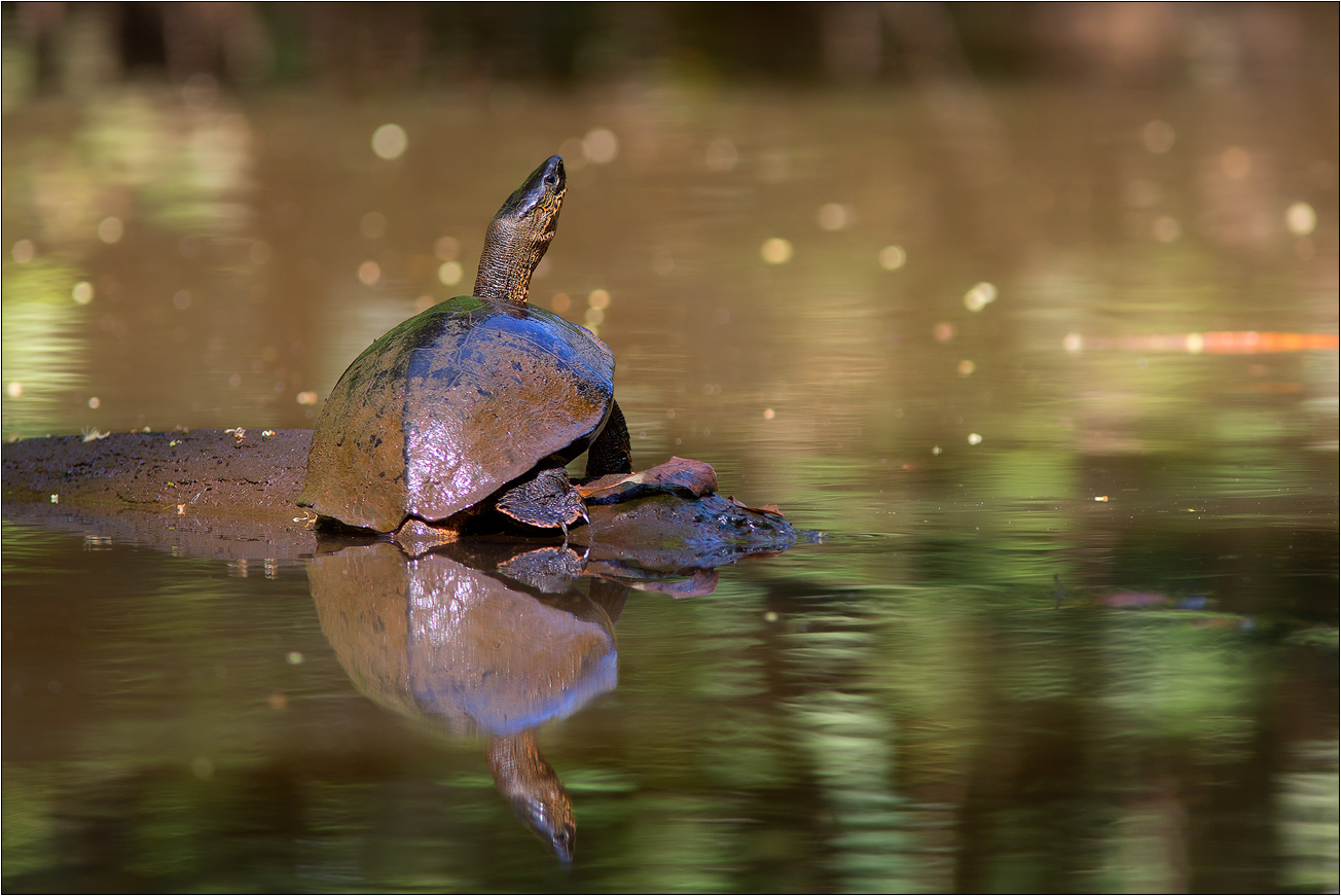 Flussschildkröte