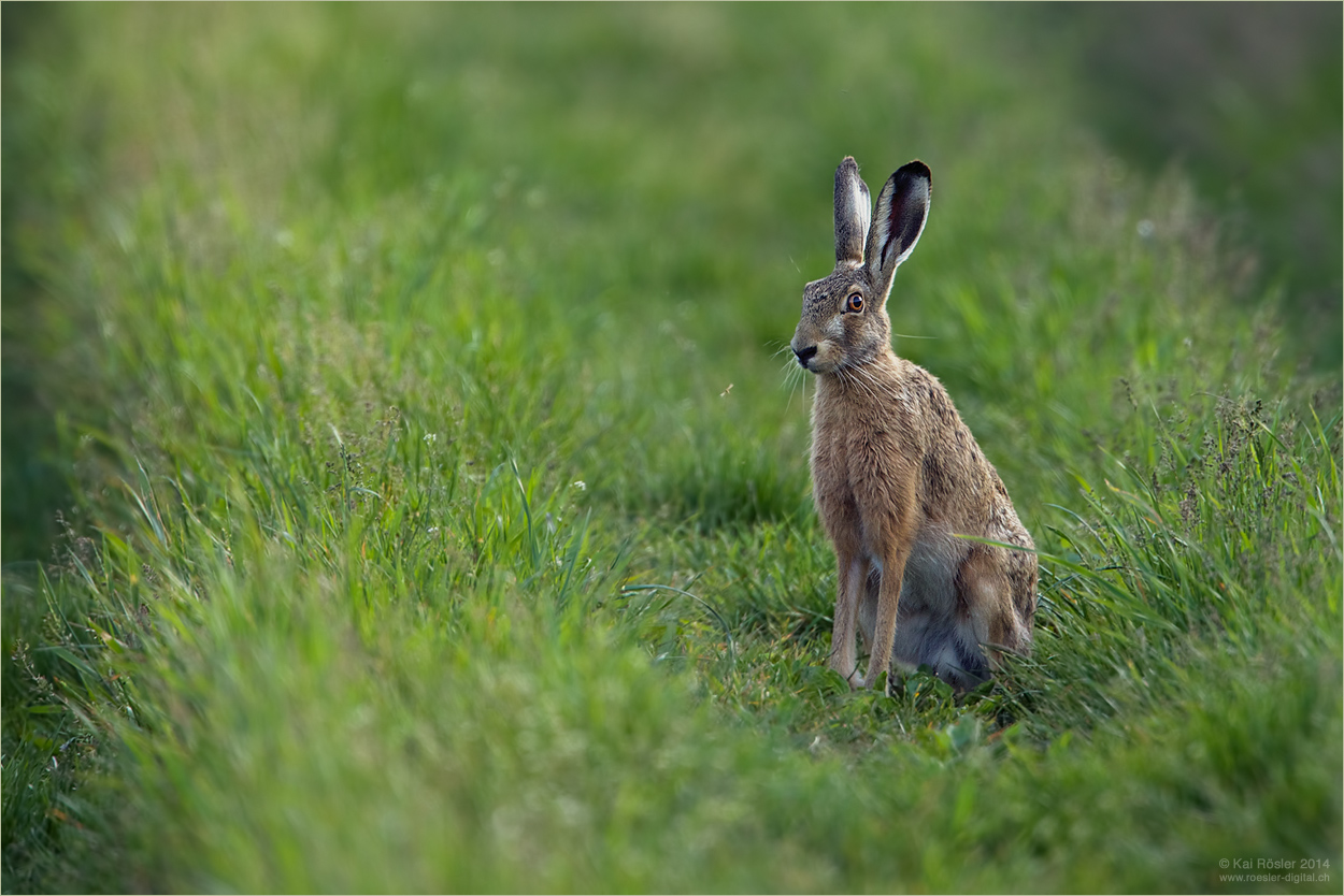 Ostern!