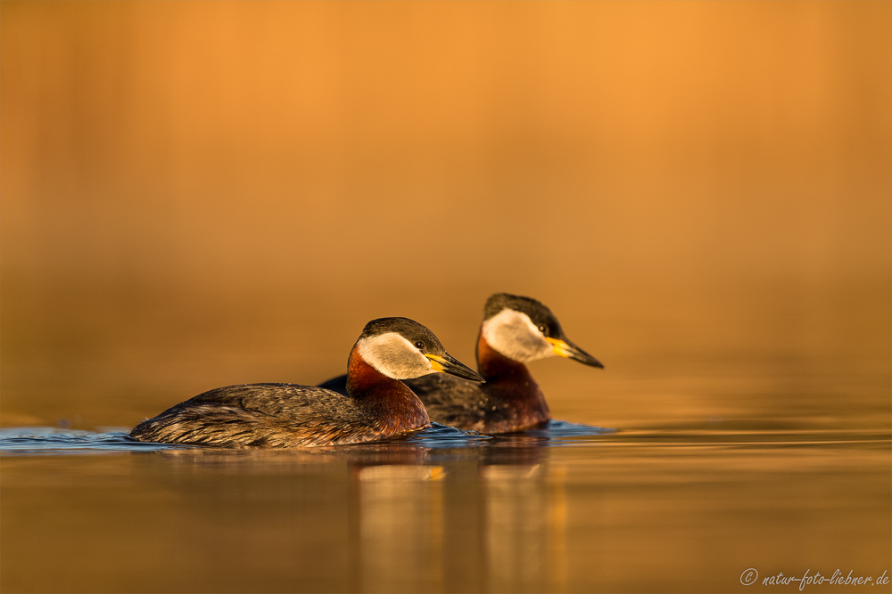 Ostersonntag im Schwimmversteck