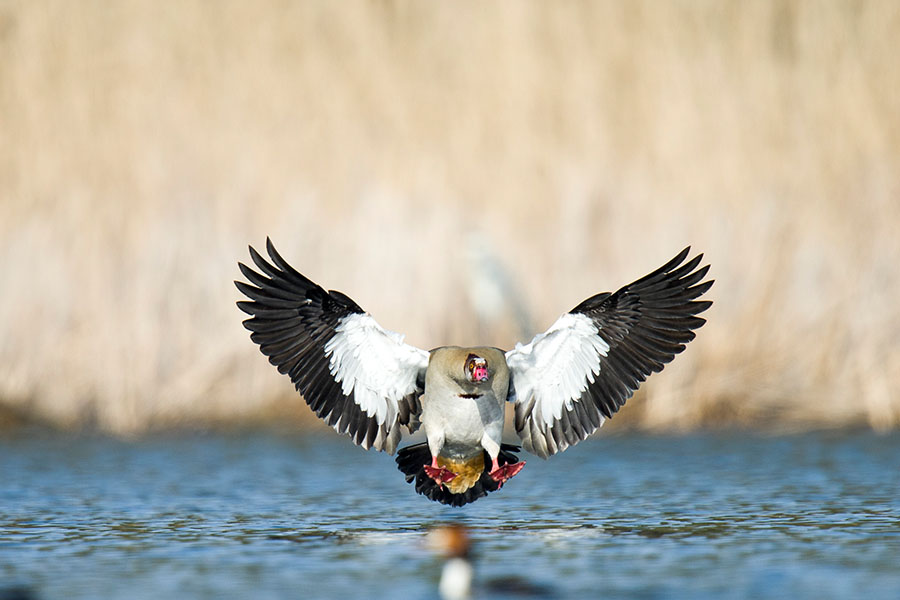 Nilgans im Landeanflug