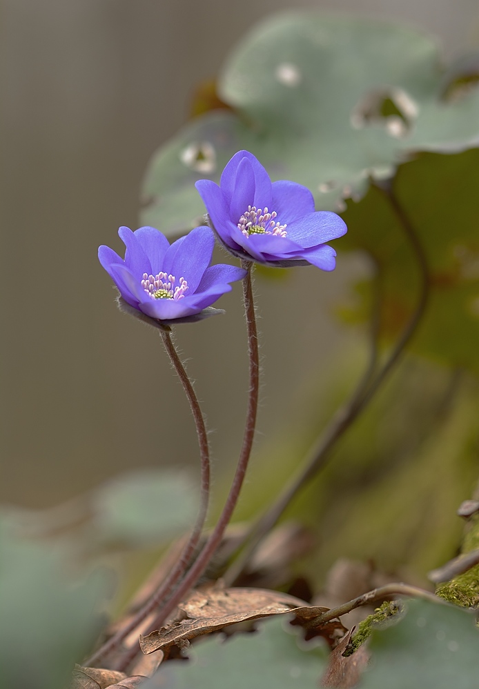 Leberblümchen II