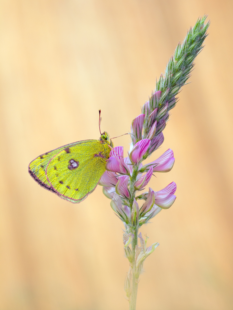 Colias hyale