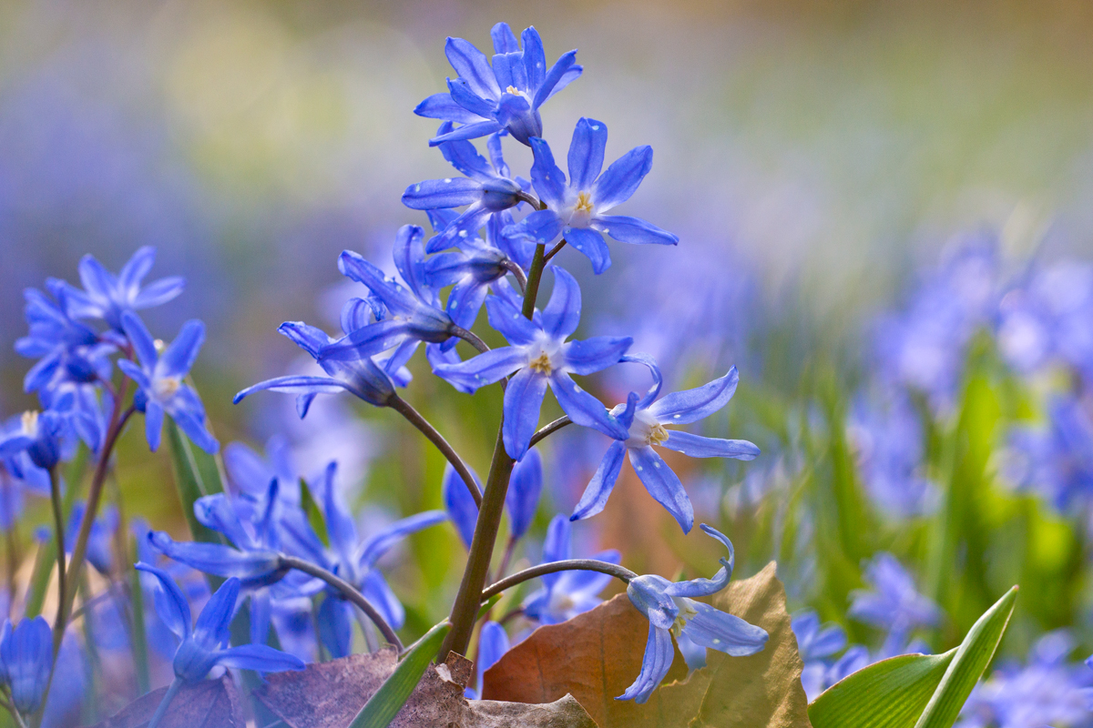 Kleiner BLausterngruß....