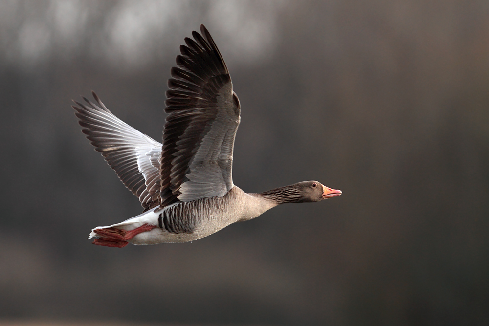 Graugans im Flug