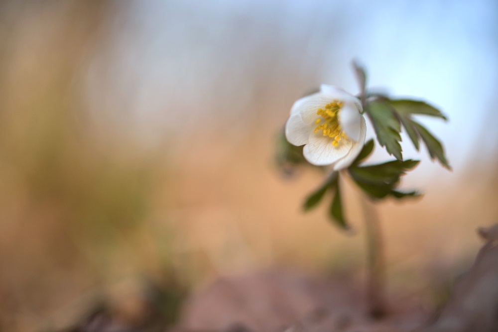 Buschwindröschen (Anemone nemorosa)