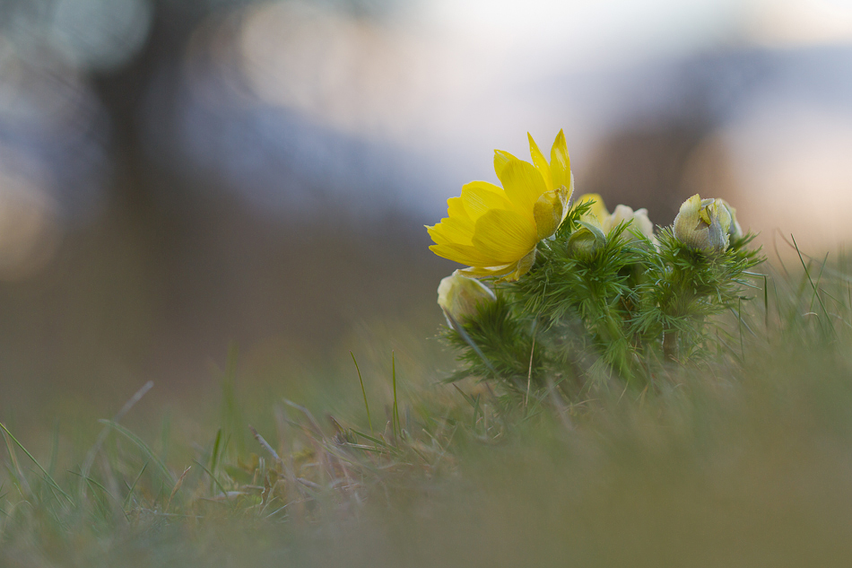 ~ Adonis im letzten Licht ~