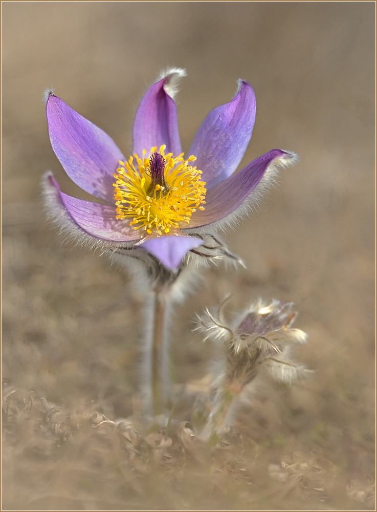 *Pulsatilla_6*