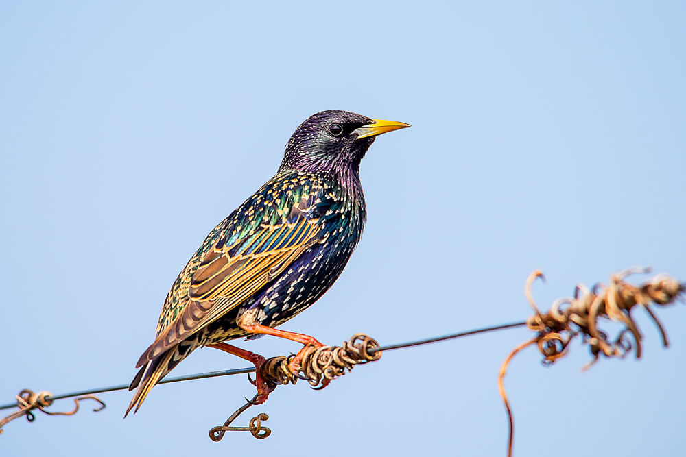 Bilder Amsel Drossel Fink Star