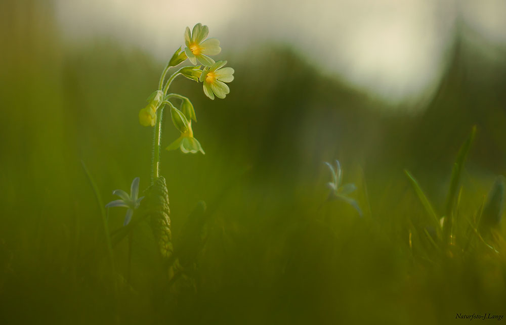 Schlüsselblume