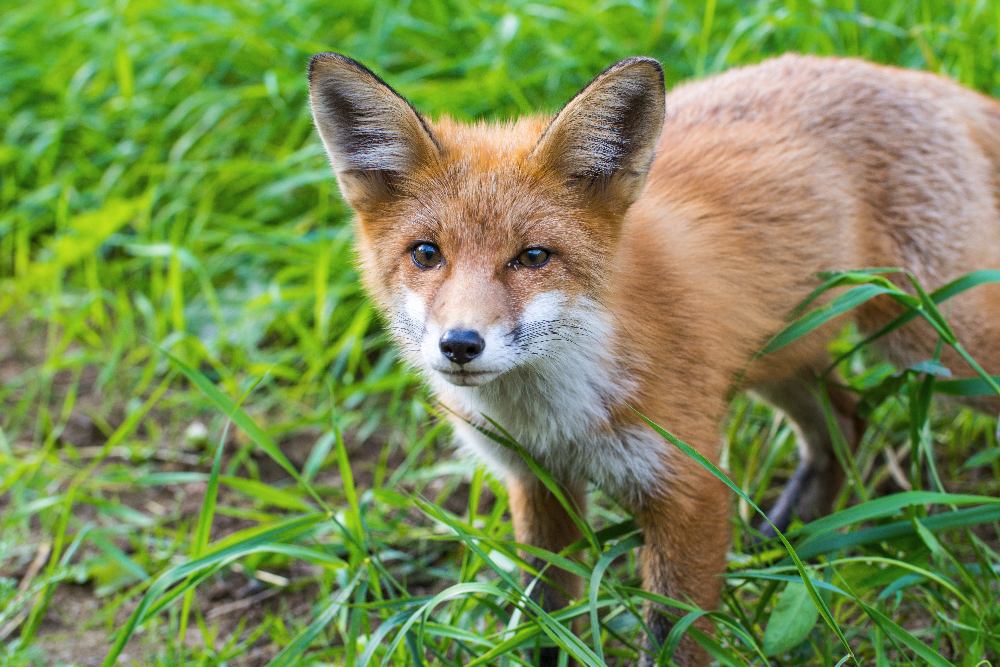 Fuchs (Forum fÃ¼r Naturfotografen)