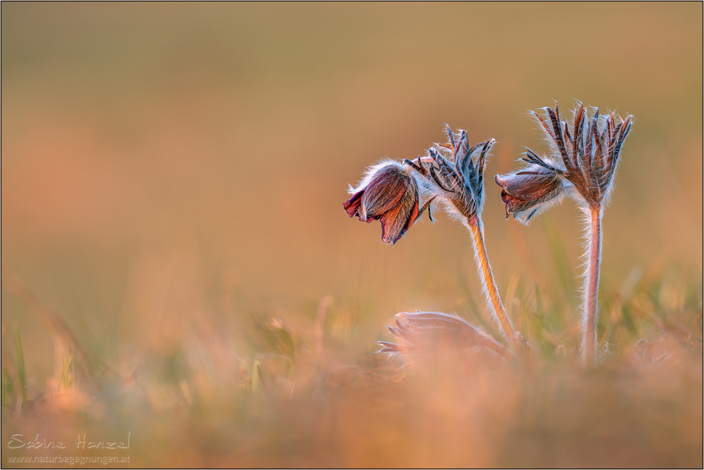 ~ Small Pasque Flower ~
