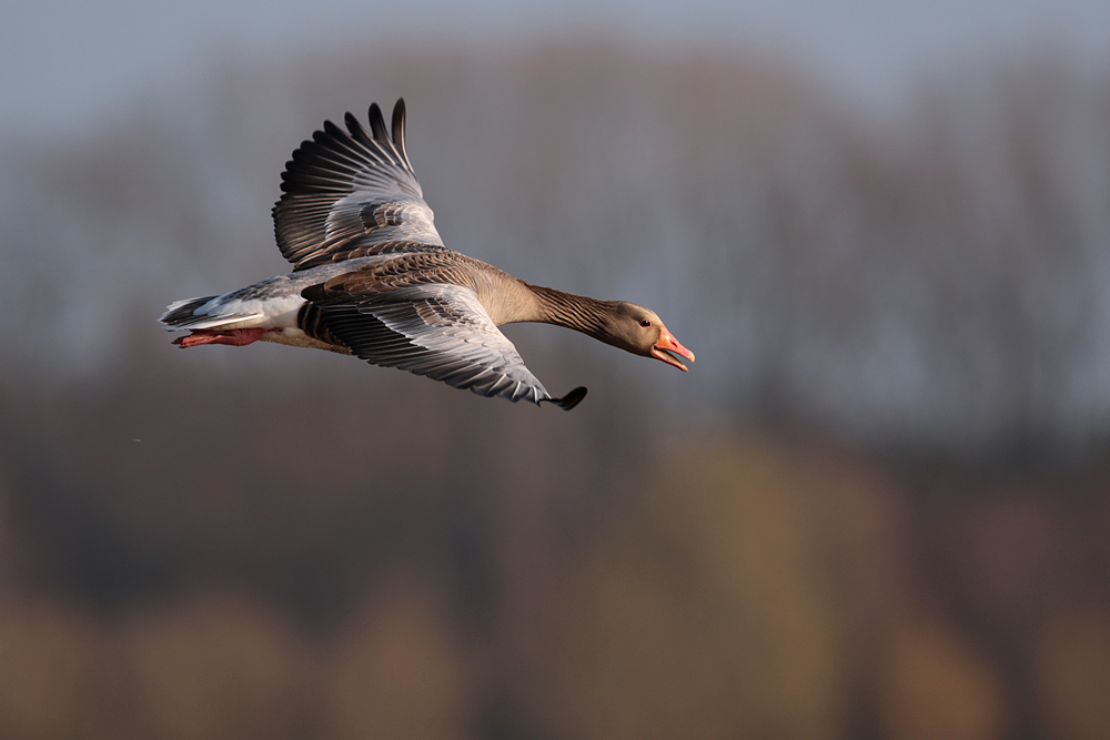 Graugans im Flug