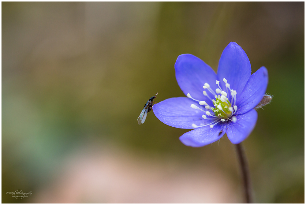 "Bug on a Flower"