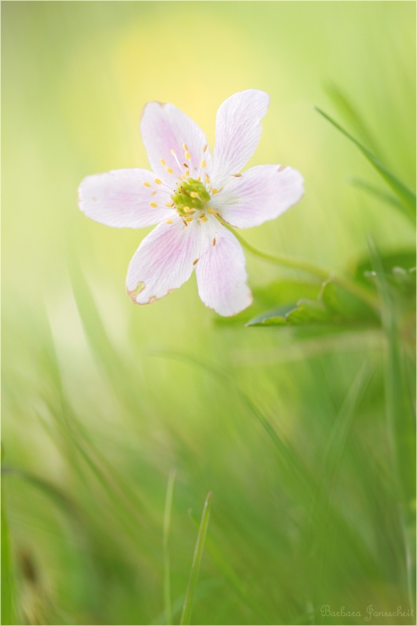 Frühling im Kopf