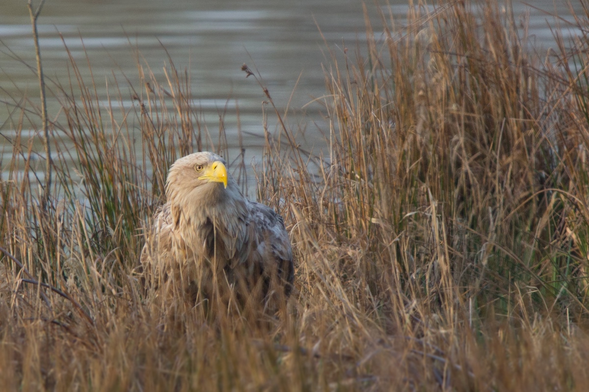 Seeadler