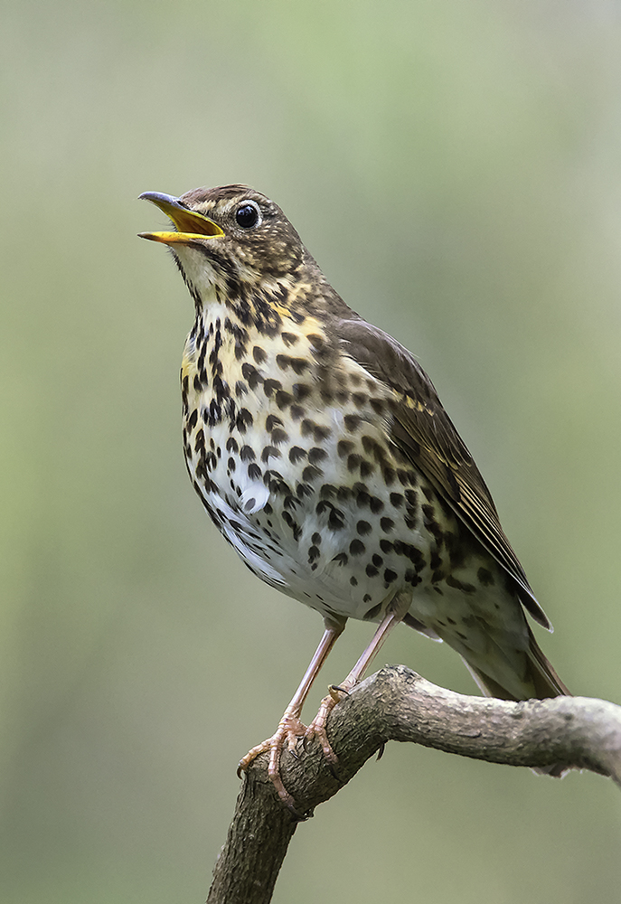 Singdrossel (Forum für Naturfotografen)