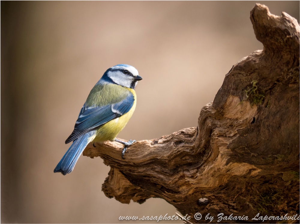 Unsere heimische Blaumeise (Cyanistes caeruleus, Syn. Parus caeruleus)